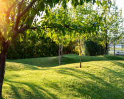 Beautiful,green,english,fruit,tree,garden,with,mown,grass,lawn